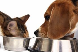 chien et chat mange